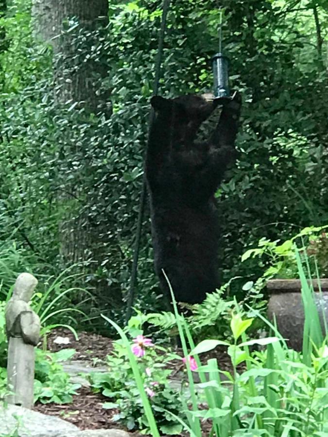 Lazy Bear Lodge Valle Crucis 외부 사진