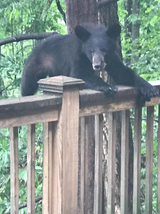 Lazy Bear Lodge Valle Crucis 외부 사진